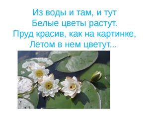 Из воды и там, и тут Белые цветы растут. Пруд красив, как на картинке, Летом