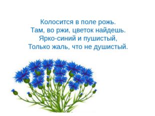 Колосится в поле рожь. Там, во ржи, цветок найдешь. Ярко-синий и пушистый, То