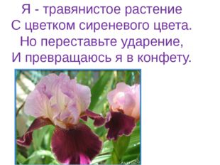 Я - травянистое растение С цветком сиреневого цвета. Но переставьте ударение,