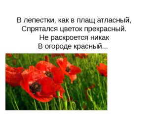 В лепестки, как в плащ атласный, Спрятался цветок прекрасный. Не раскроется н