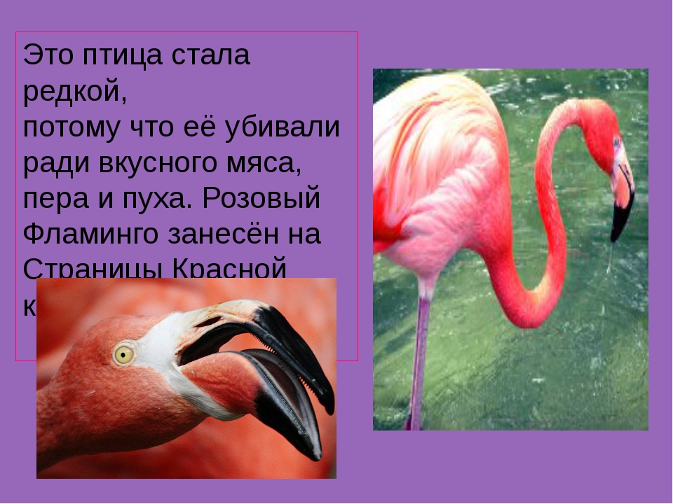 Ответ четыре ноги да не зверь есть перья да не птица: Четыре ноги, да не зверь, душа и тело, да не человек, есть перо, да не птица (загадка), 7 букв