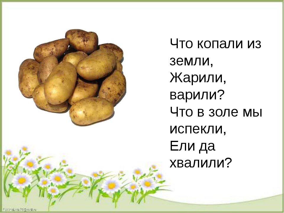 Загадка про картошка: Загадки про картошку (для детей)