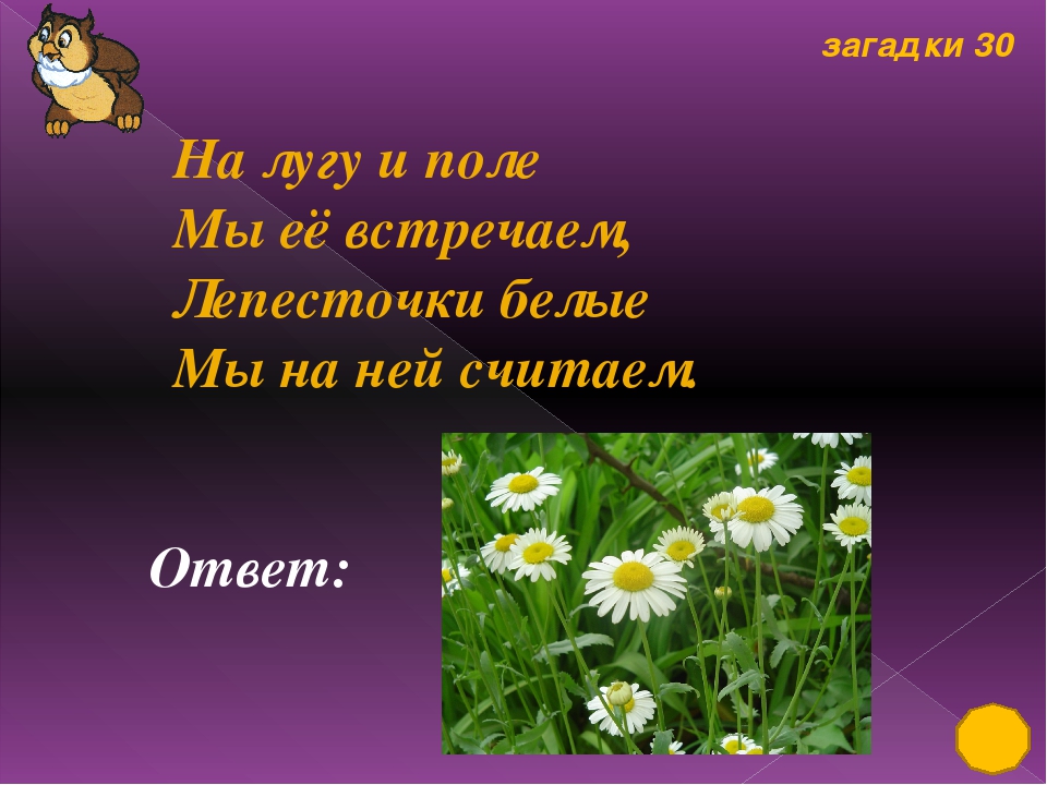 Загадки про цветы полевые: Загадки про цветы для детей с ответами