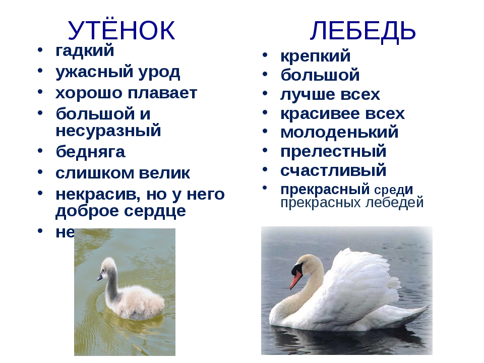 Загадки про лебедя: Загадки про лебедя для детей с ответами и картинками.