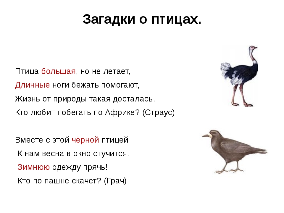 Загадки про животных с ответами для 4 класса сложные: Загадки про животных с ответами