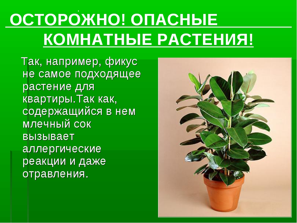 Комнатные растения для аллергиков детей: 7 комнатных растений, которые могут стать причиной аллергии