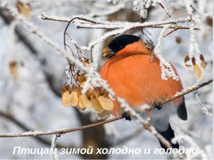 Птицам зимой холодно и голодно. 