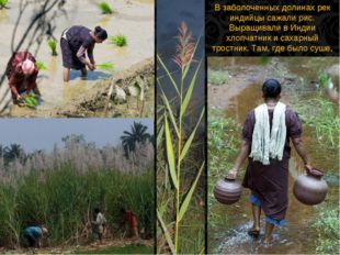 В заболоченных долинах рек индийцы сажали рис. Выращивали в Индии хлопчатник
