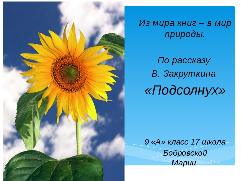 Подсолнух загадки для детей: Загадки про подсолнух для детей с ответами