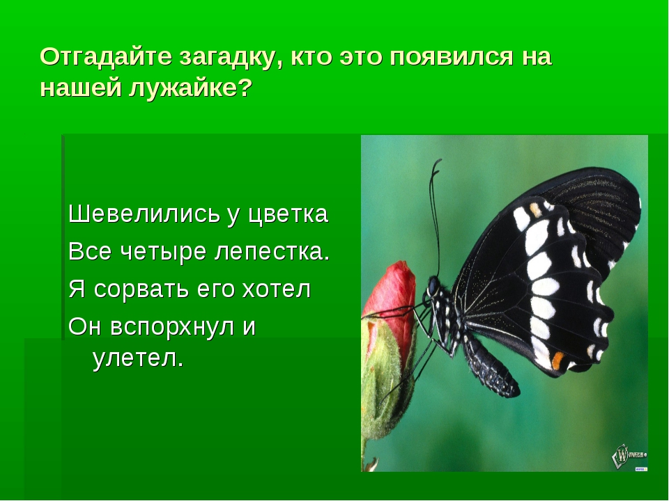 Загадка про бабочку: Загадки про бабочку с ответами