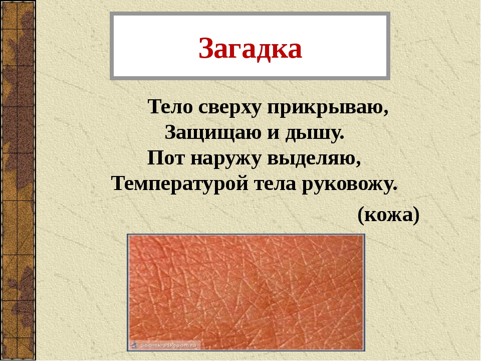 Загадки с ответами про части тела человека: Загадки про руки для детей