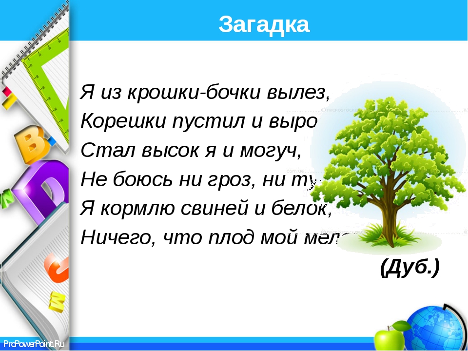 Загадка для детей про деревья: Загадки про деревья для детей с ответами
