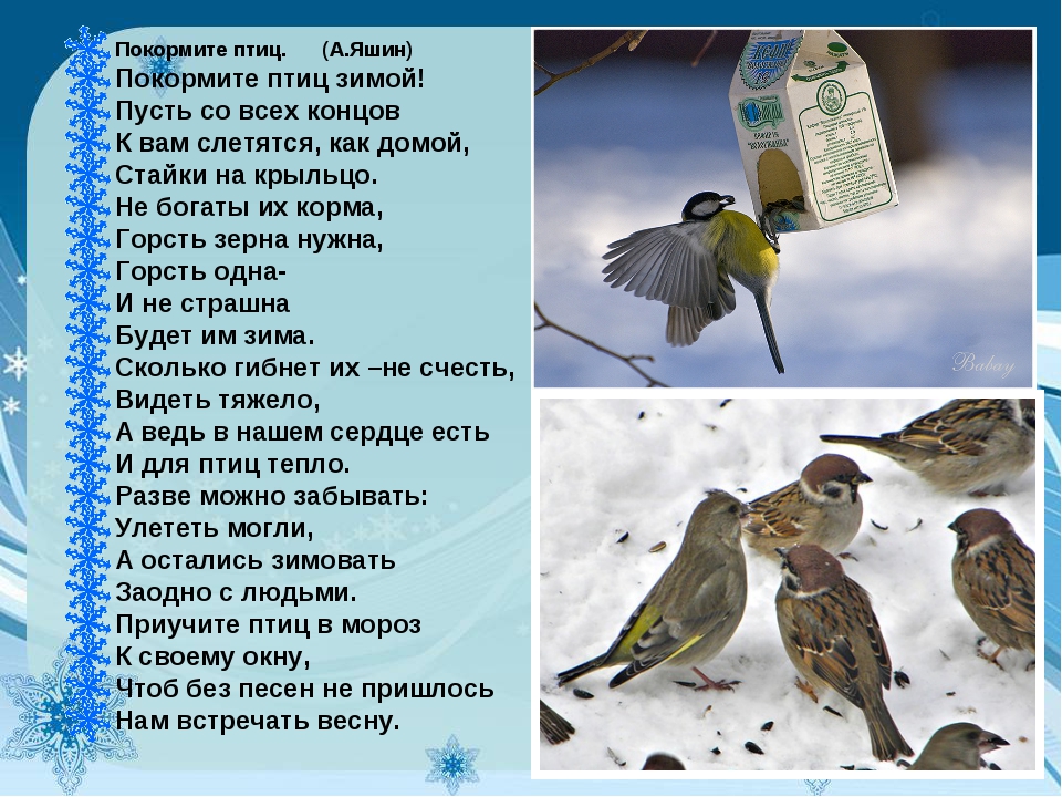 Стихотворение на птичку: Птичка — Пушкин. Полный текст стихотворения — Птичка
