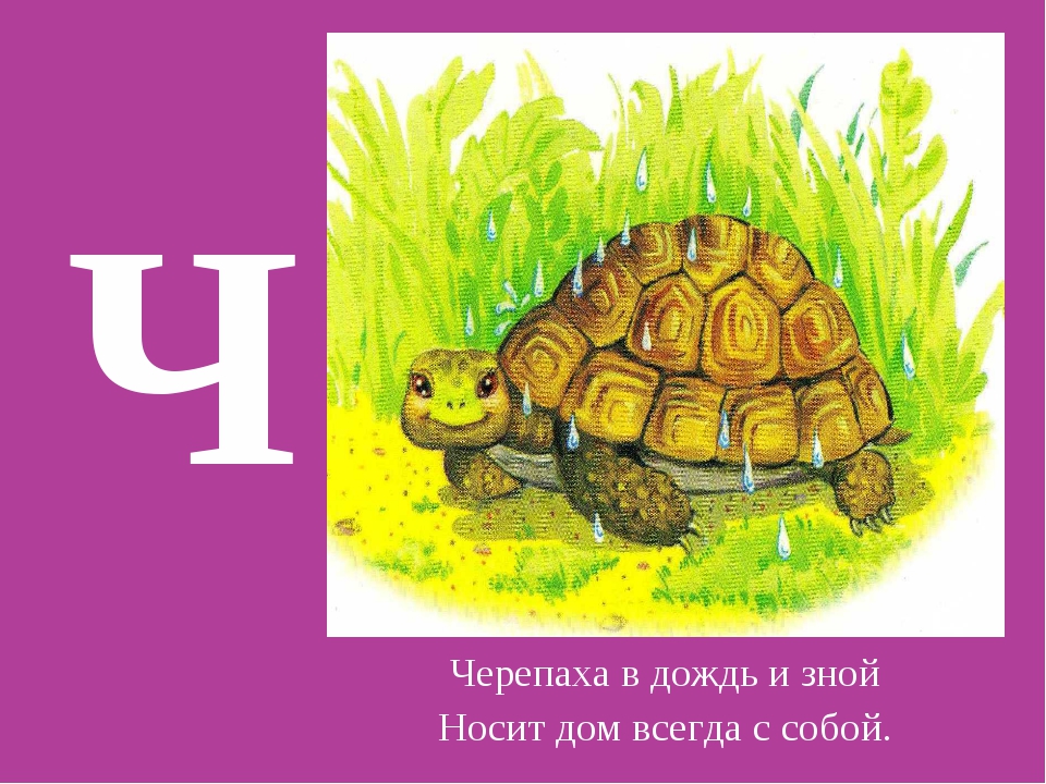Загадки для детей про черепаху: Загадки про черепах (для детей)