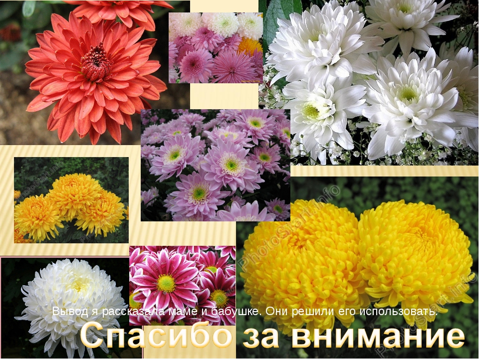 Букет хризантем как дольше сохранить: Как сохранить срезанные хризантемы — О цветах