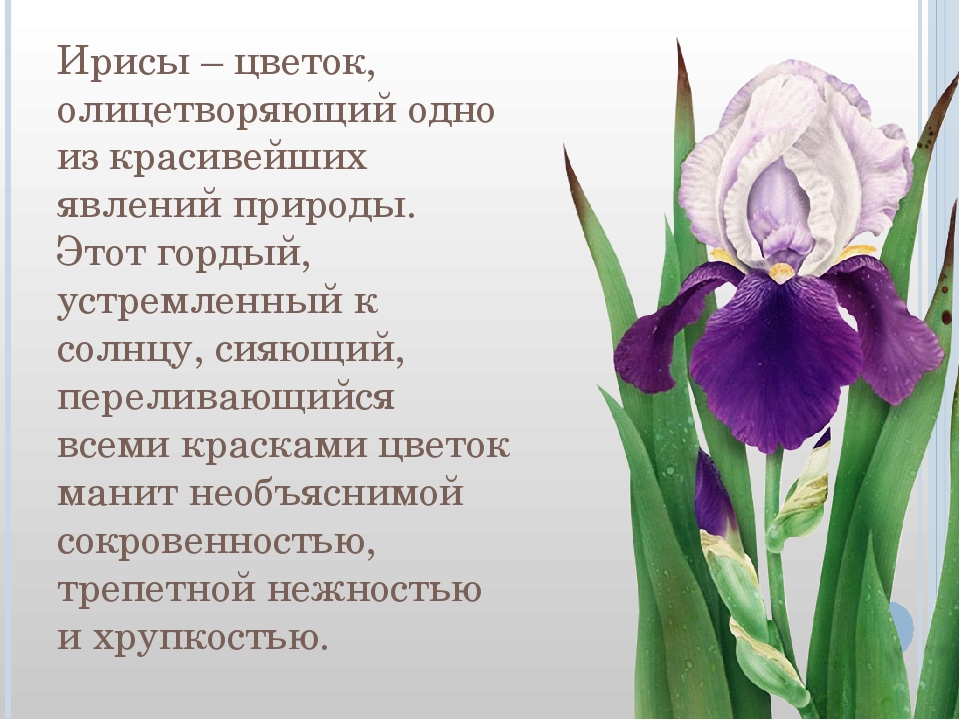 Загадка про цветок ирис: Загадки с ответом ирис