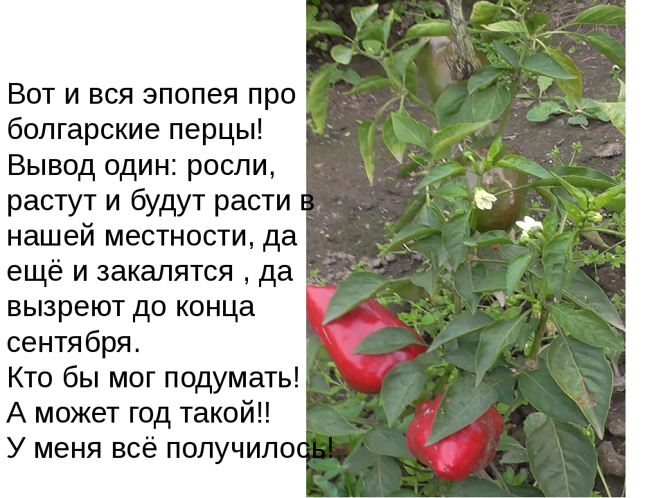 С какого возраста детям можно перец болгарский: С какого возраста можно давать болгарский перец ребенку