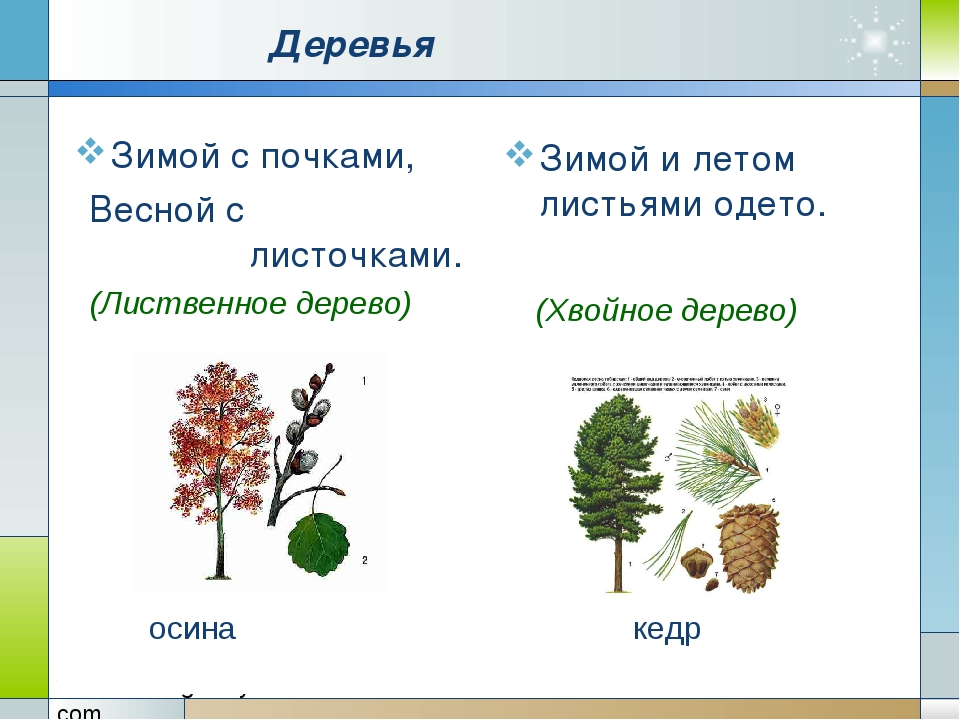 Зимой и летом одним: помогите отгадать загадку зимой и летом одним цветом но это не елка