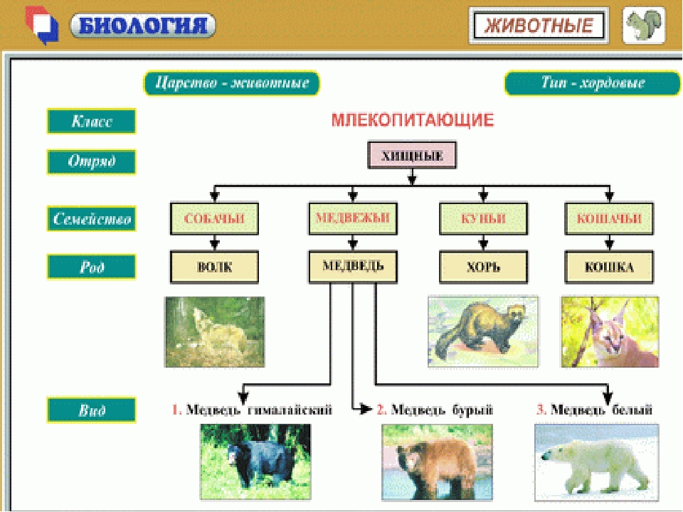 Таблица животных: Царство Животные и их классификация (Схема, Таблица)