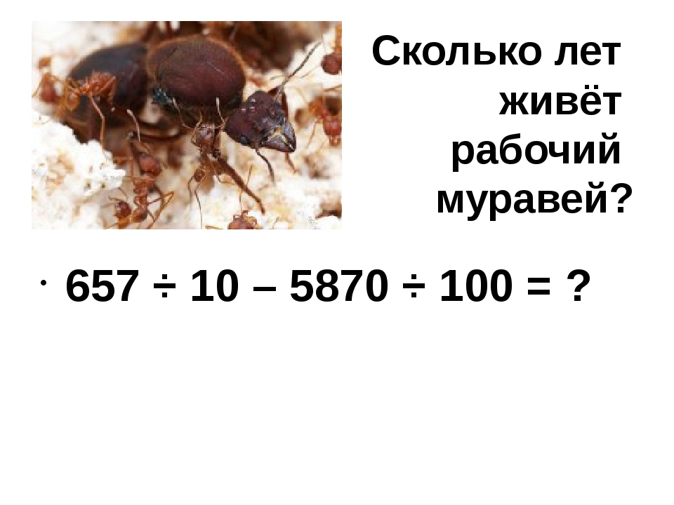 Сколько лет живет: Сколько лет в среднем живет человек в хороших условиях: факты