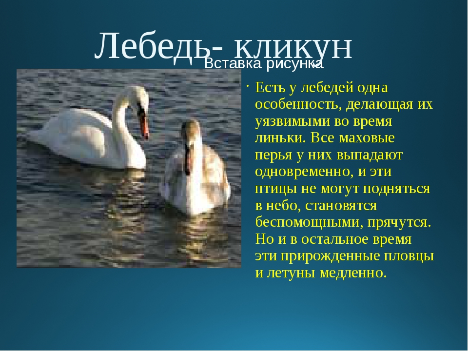 Загадки про лебедя: Загадки про лебедя для детей с ответами и картинками.