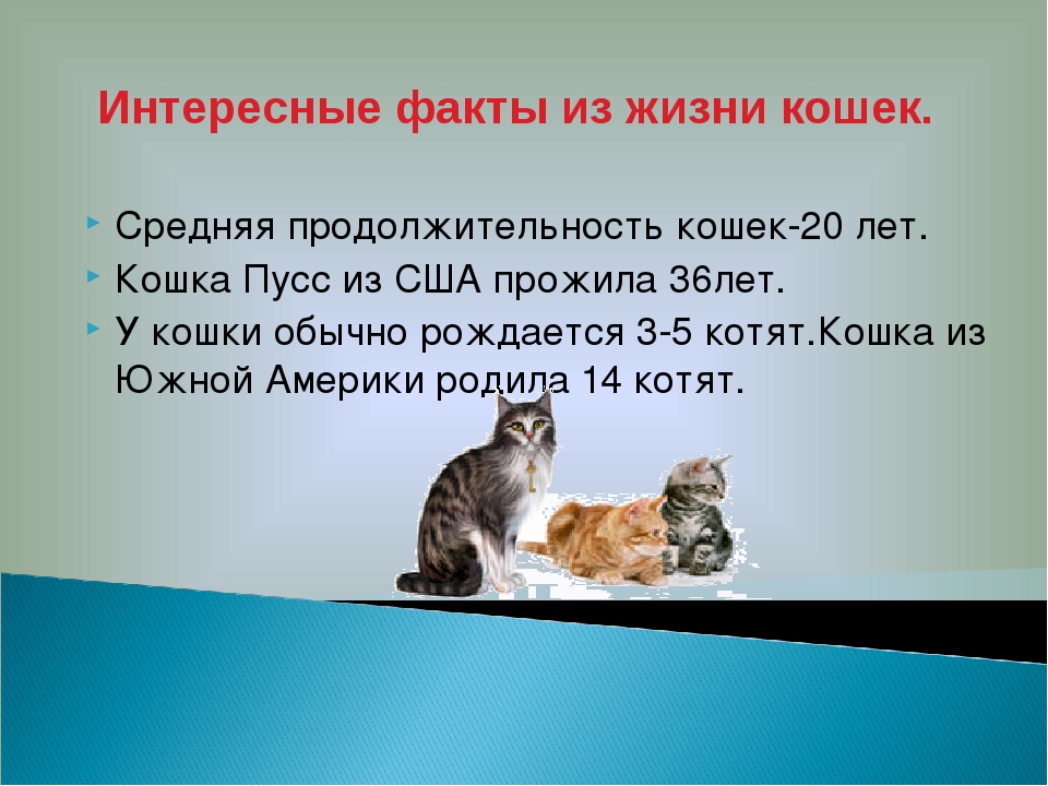 Сколько лет живет: Сколько лет в среднем живет человек в хороших условиях: факты