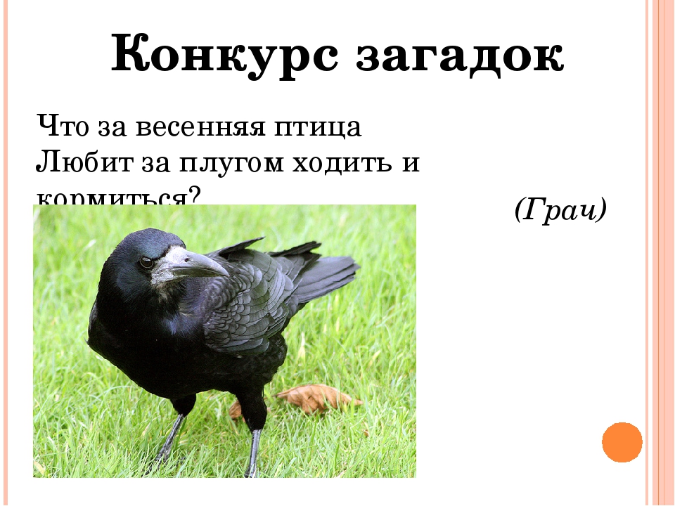 Загадки про птиц с ответами 2 класс: Детские загадки о птицах