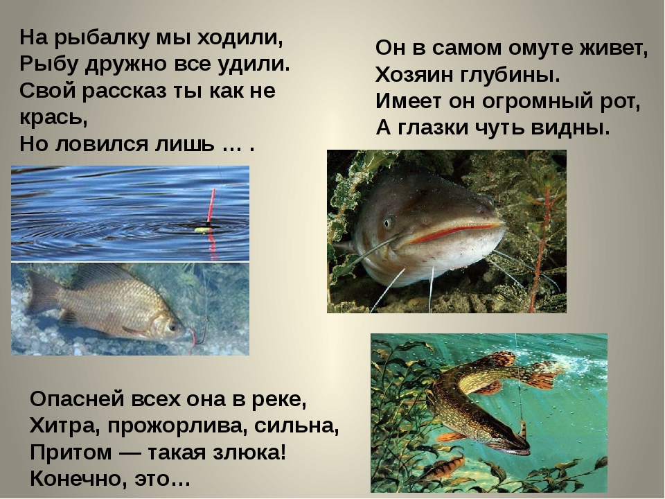 Загадка о рыбке: Загадки про рыбу с ответами