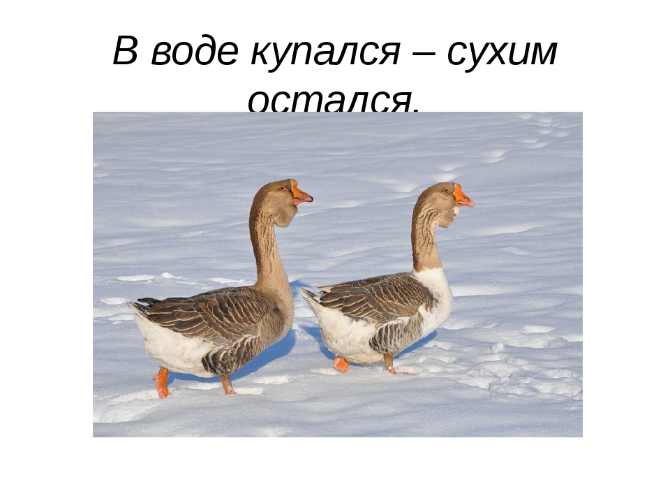 В воде искупался да сух остался: в воде искупался да сух остался.О ком так говорят и почему?