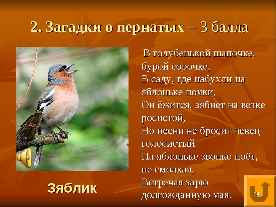 Загадки про птиц для детей с ответами: Загадки про птиц для детей с ответами