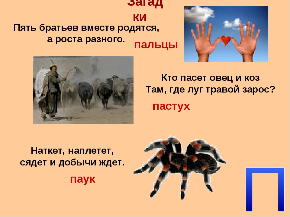 Наткет наплетет сядет: Отгадайте загадки
1. Наткет, наплетет, сядет и добычи ждет.
2.Хоть хвали, хоть ругай, а