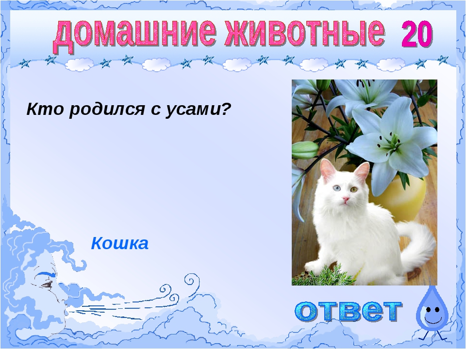 Кто родился с усами но с закрытыми глазами ответ: Напиши слова-отгадки. На какой вопрос они отвечают и что обозначают? В скобках перед ними напиши вопрос, на который они отвечают. Кто зимой холодной