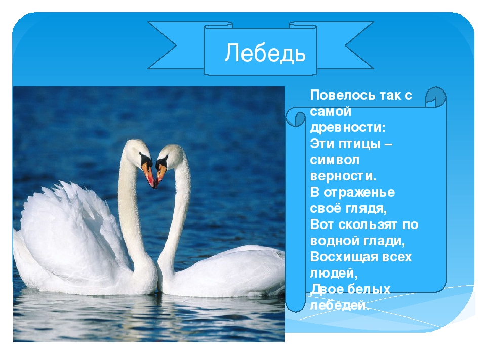 Загадки про лебедя: Загадки про лебедя для детей с ответами и картинками.