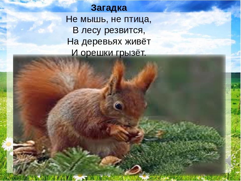 Загадка про белку для детей: Загадки про белку с ответами