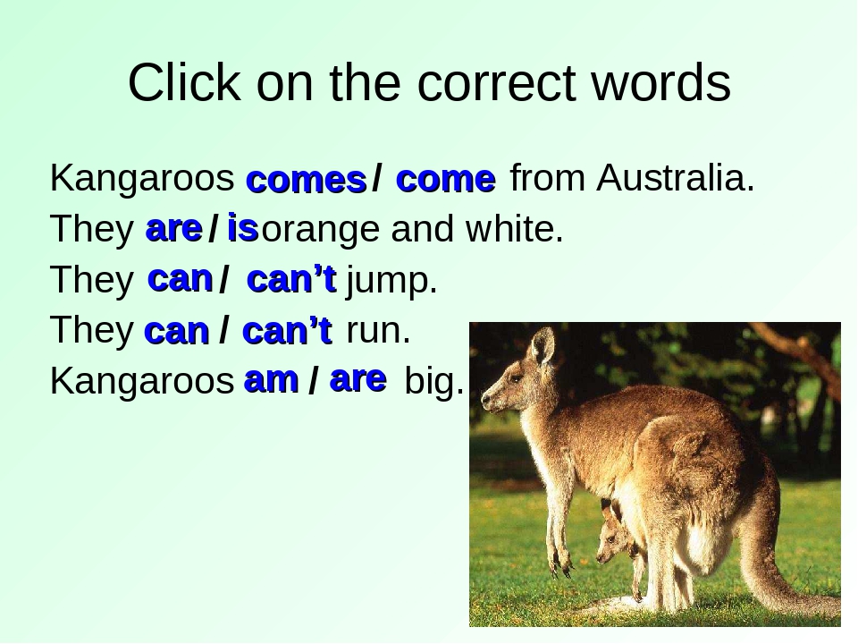 Загадки про кенгуру для детей: Загадки про кенгуру (для детей)