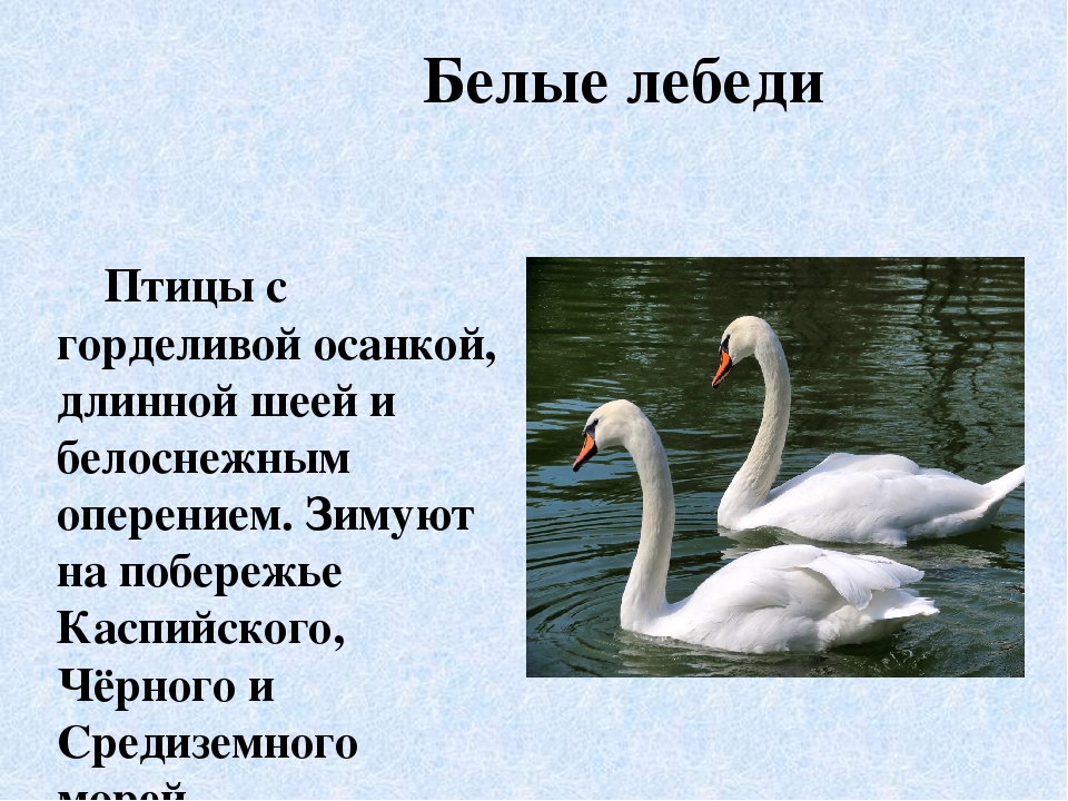 Загадки про лебедя: Загадки про лебедя для детей с ответами и картинками.