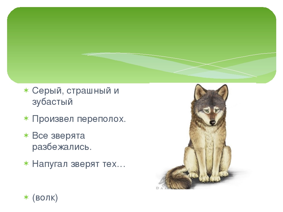 Загадки о домашних и диких животных с ответами: Загадки про домашних и диких животных для детей с ответами