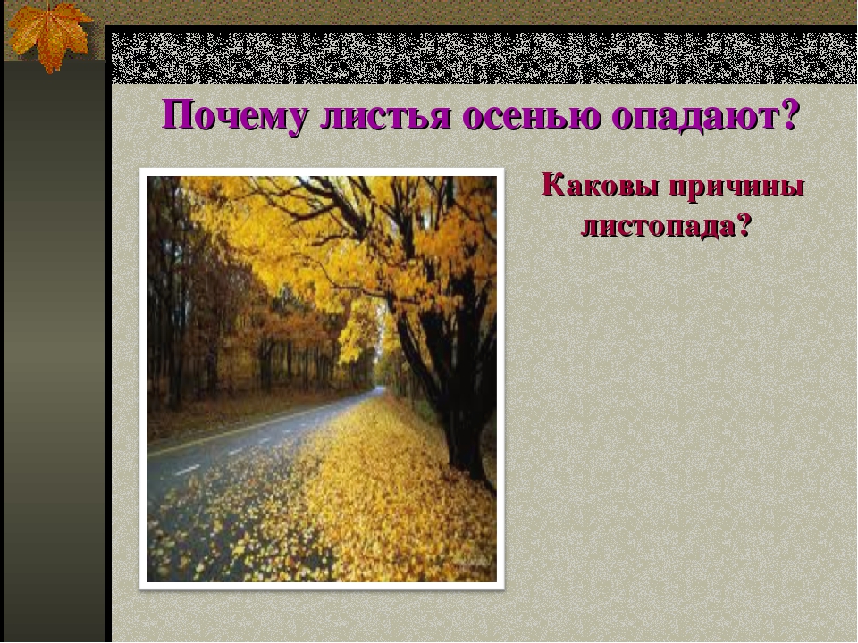 Почему осенью опадают листья с деревьев 1 класс: Презентация к исследовательской работе "Почему осенью листья с деревьев так легко опадают?"