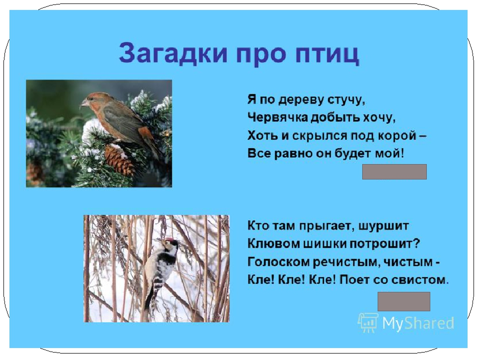 Загадки про птиц с картинками ответами: Загадки про птиц для детей с ответами