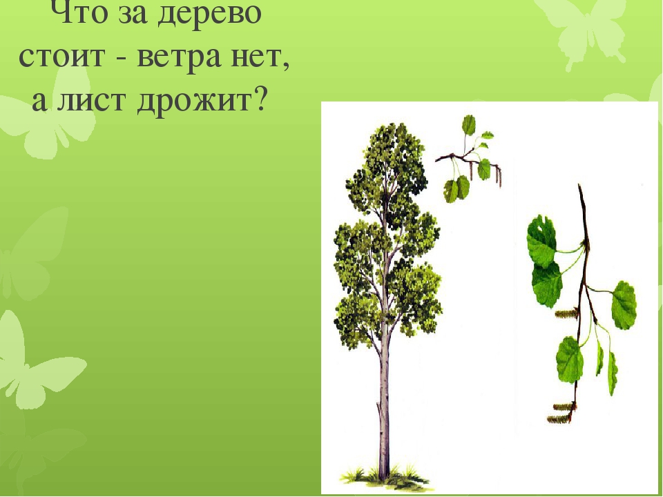 Что за дерево стоит ветра нет оно дрожит загадка ответ: Отгадать загадку. Что за дерево стоит?ветра нет а лист дрожит.