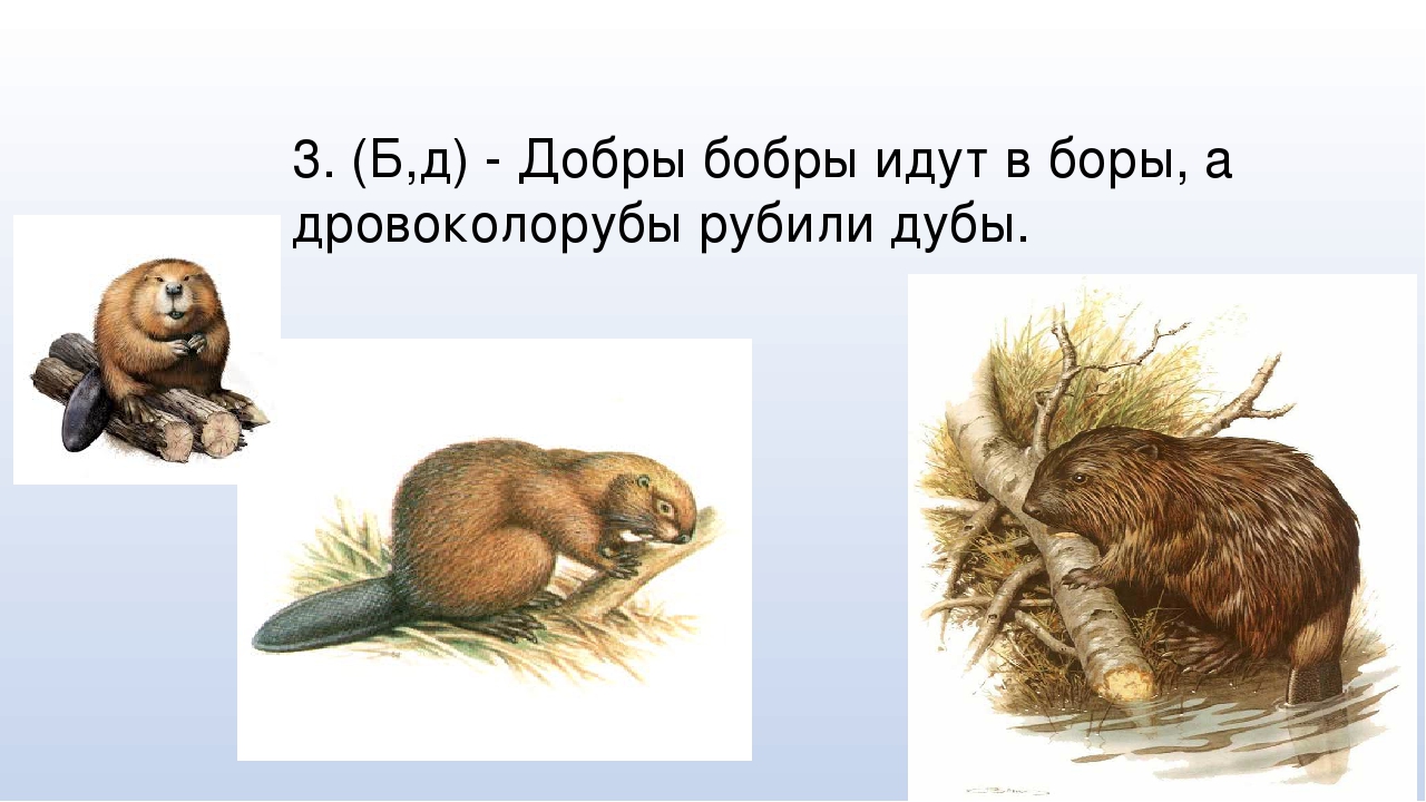 Скороговорка бобр. Добры бобры идут в боры скороговорка. Бобр идёт. Бобры идут в боры. Бобры ходят.