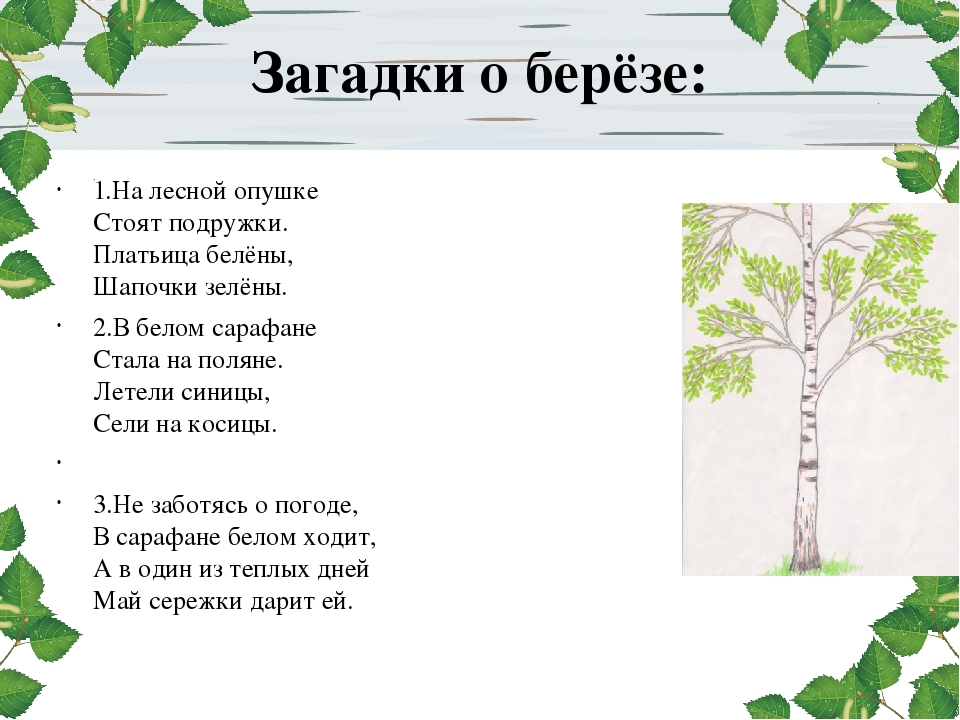 Загадки о березе для детей: Загадки про березу с ответами