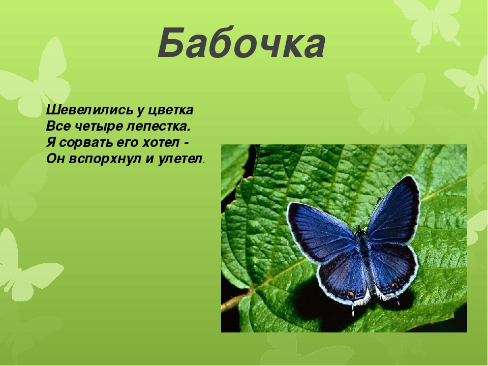 Загадки про бабочку: Загадки про бабочку с ответами