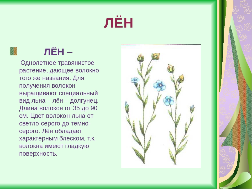 Загадки про хлопок: Загадки про хлопок — Стихи, картинки и любовь…