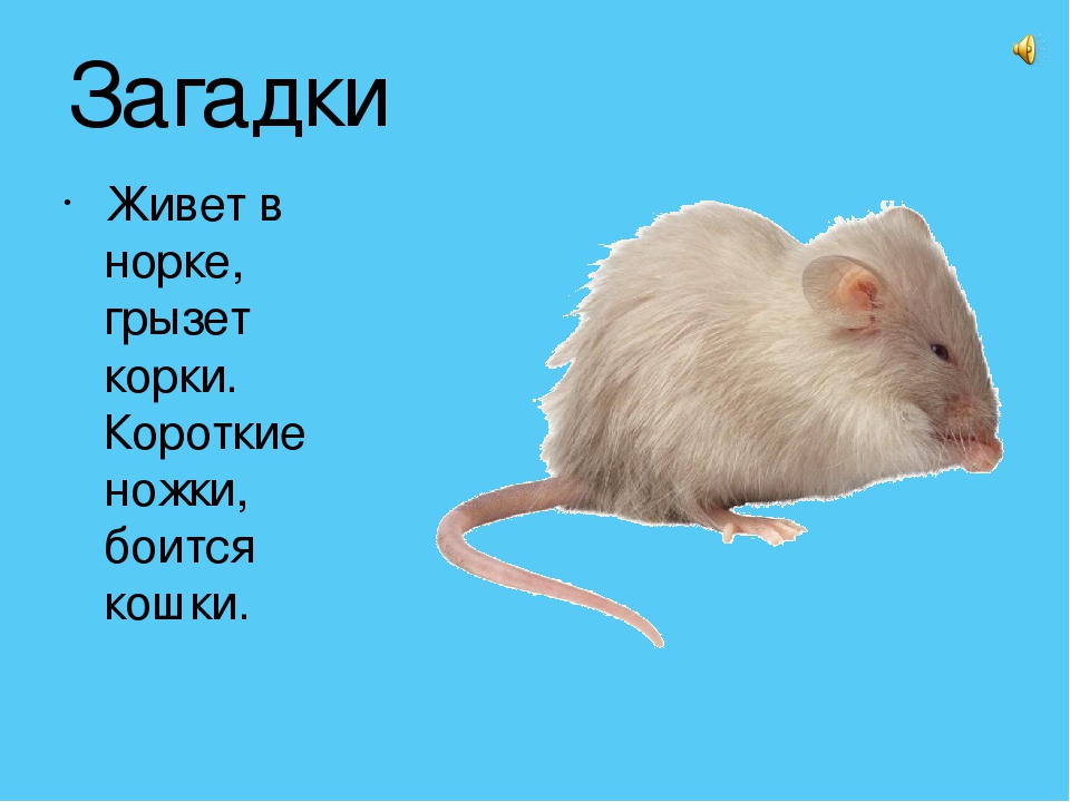 Слово мышь. Загадка про крысу. Загадка про мышку для детей. Загадка про мышь. Загадка про мышь для детей.