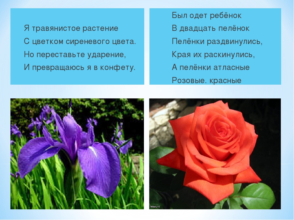 Загадки для взрослых про цветы: Загадки про цветы с ответами