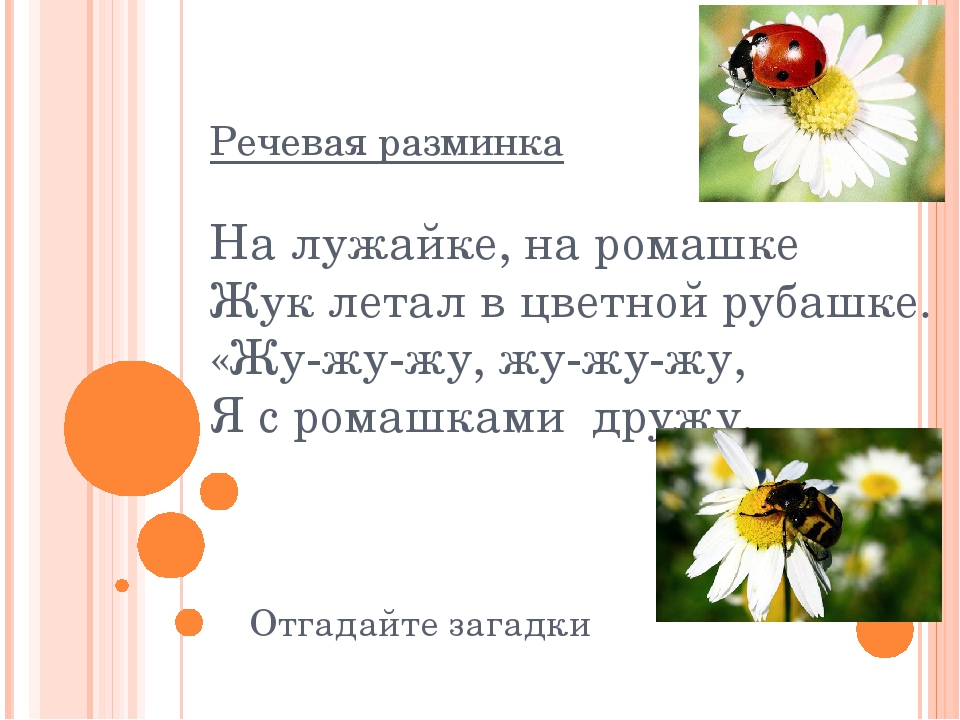 Ромашка загадка: Загадки про ромашку с ответами