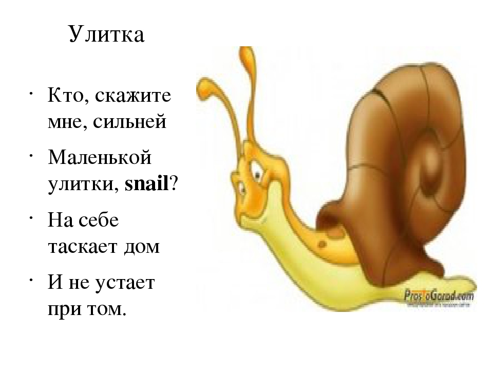 Загадка про улитку: Загадки про улитку | KidsClever.ru