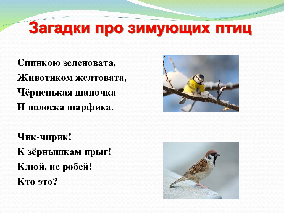 Загадки про птиц с картинками ответами: Загадки про птиц для детей с ответами