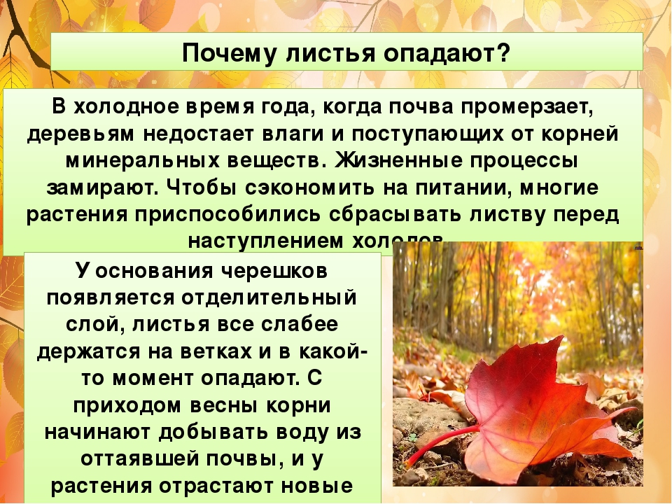 Почему осенью опадают листья с деревьев 1 класс: Презентация к исследовательской работе "Почему осенью листья с деревьев так легко опадают?"